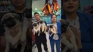 Pug in Low Price 😳 #shorts #dog #pug