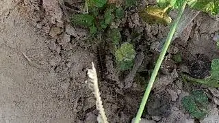 Insects in the coconut palm, vegetable garden​,​ Bug Hunting, Garden Insect Collecting, Stink Bug