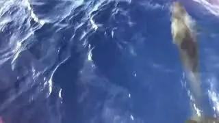 Dolphin Escort on the Ko Olina Ocean Adventures Sunset Cruise 9.21.22