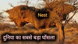 दुनिया का सबसे बड़ा घोंसला | Very Big nest in the world ! Hindi #birds #nest