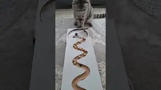 Marble Way ASMR Race of Marbles 15 #asmr #marblesrace#cat