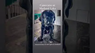 Canecarso brought from Trichy @ Madurai Lyka Multi Specialty Pet Hospital Madurai & Dindigul
