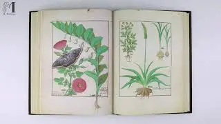 🇫🇷🍁Livre des Simples M&eacute;decines (XVe s) Biblioth&egrave;que Nationale Russie - Manuscrit enlumin&eacute; m&eacute;di&eacute;val