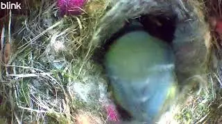 Bluetit chicks