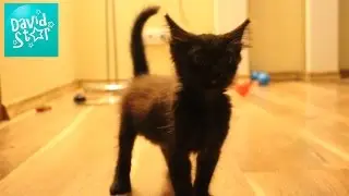 Коту не спиться.Смотреть до конца!!Cat is having fun at night.