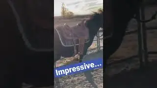 Horse responds to Voice Commands 😁#shorts #horse #horsetraining #equest