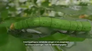 Hoe werken entomopathogene nematoden (NL)