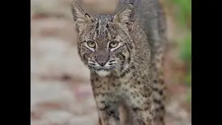 Active Florida Bobcat - September 2023