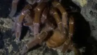 P. muticus Weibchen frisst Bock bei 3. Verpaarung (female eats male on 3rd mating)
