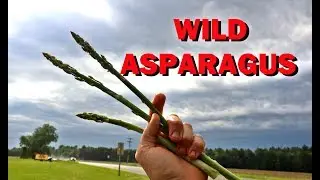 WILD ASPARAGUS - CENTRAL WISCONSIN