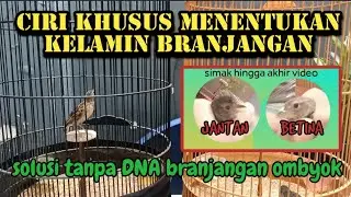 CARA MEMBEDAKAN BRANJANGAN JANTAN DAN BETINA | Ciri-ciri branjangan jantan