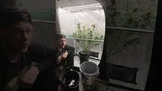 Lemon Mandarins in the DWC System: Flowering Week 9 Update