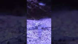 Archaster Typicus