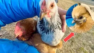 【大切な日】たくさんの鳥たちとピクニックしてきました