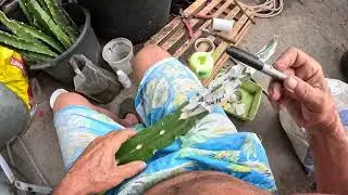 Grafting Golden Yellow dragon fruit seedling onto a local rootstock, get fruit in just a few months!