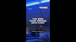 Two birds found onboard Delta flight