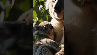 &ldquo;The Baby Koala That Couldn&rsquo;t Stop Hiccuping 😭🐨💤&rdquo; #shortsfeed #ai #youtubesearch #ytshorts #shorts
