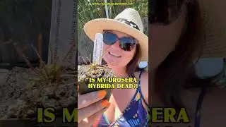 Is My Drosera hybrida Dead?!