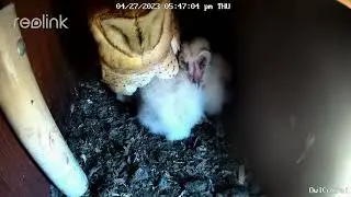 Barn Owl Family Sleeping.  Owl Box C - 4/27/23 - 5:47 pm