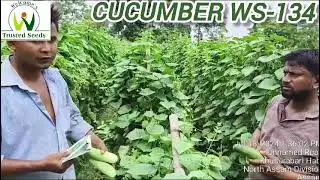 Hybrid Cucumber WS 134, Udalguri Assam, August 2024