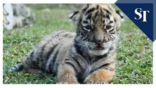 Baby tiger 'Covid' brings hope to Mexican zoo