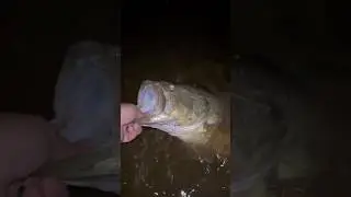 Giant Bass on the  Googanbaits Mondo Worm Jr. #bassfishing #fishing #bass #fish