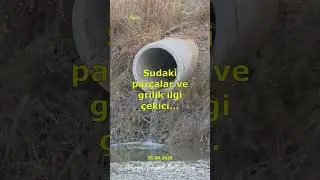 Gerede Çayı Ankara çayı'nı geçmiş ( 25.08.2025)