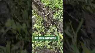 How to Properly Water Your Lawn!
