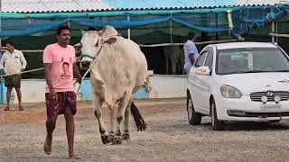 TSR Infra Bull's Godralkonda 1st prize winner's