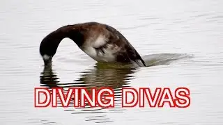 Lesser Scaup Females Diving: NARRATED