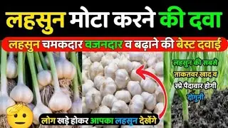 लहसुन का साइज कैसे बढ़ाएं? | लहसुन में कंद फुलाने का तीसरा स्प्रे और जरूरी दवाएं|| Green Growth 