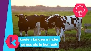 koeien geven meer melk als je zacht tegen hen praat