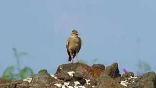 小雲雀