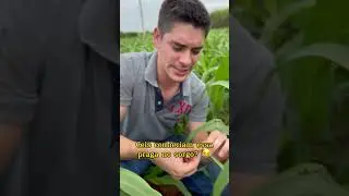 A recomenda&ccedil;&atilde;o 🤣🤣 #agro #agronomo #humor #primosagro #agronomia #ro&ccedil;a #comedia #produtorrural