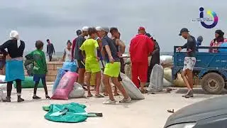 R&eacute;colte des algues rouges dans la r&eacute;gion  de Doukkalla!