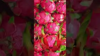 Amazing #dragonfruit good for the health #short #shortvideo #asmr #viral #asianfruits