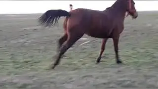 Cai frumoși,  Perisor Dolj