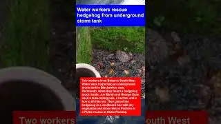 Water workers rescue hedgehog from underground storm tank