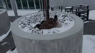 Goose with 7 eggs caught in epic #storm #mbstorm