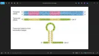 Gene Expression &ndash; Transcription process, G-Cap, and Poly A tail