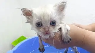 Первая в жизни котенка ванна, мама-кошка наблюдает, котенок становится чистым