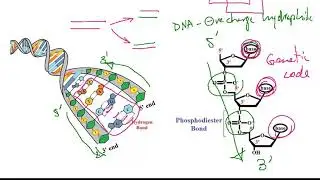 USMLE ACE Video 17: Fundamental concepts of Genetics and Transmission of the Genetic Information