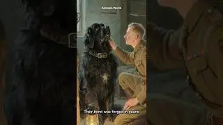 The story of the canadian warrior hero dog in Hong Kong #trending #shorts #dog