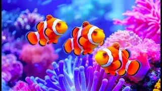The Best 4K Aquarium &ndash; Dive Into a Mesmerizing Underwater Realm of Jellyfish & Coral Reefs. #76