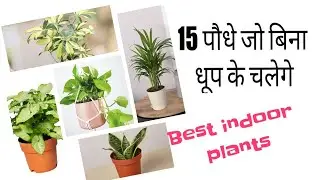 बिना धूप के चलने वाले 15 पौधे || Shade Loving Plants | Best Indoor Plants - The happy gardening life