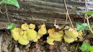 Laetiporus sulphureus, April 27, 2025