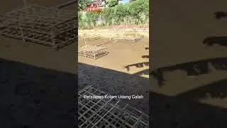 Peluang Usaha Tips Usaha 45 Hari Panen | Langkah Awal Kolam Udang Galah Part 1 #budidaya #shorts
