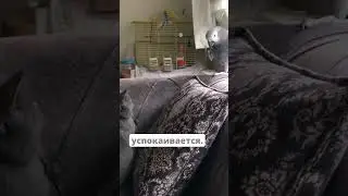 😂Имитирует Голос Хозяина, Чтобы Успокоить Кота #новости #новость #shorts
