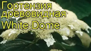Гортензия древовидная Уайт Дом. Краткий обзор, описание hydrangea arborescens White Dome