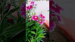 kar de yaksatha basth